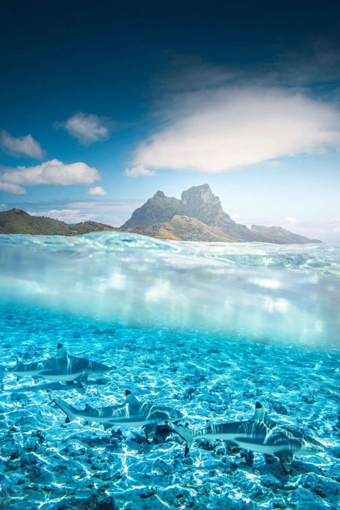 Rekiny rafowe w turkusowej lagunie.