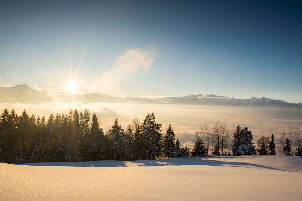 Wschód słońca nad zasnieżonym lasem sosnowym