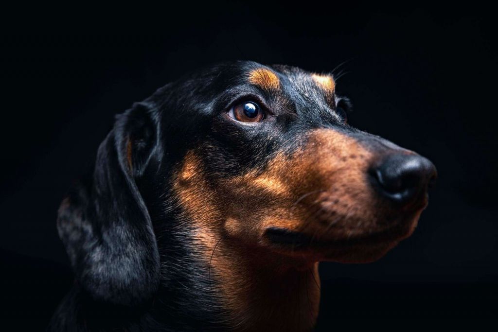 Portret dumnej jamniczki