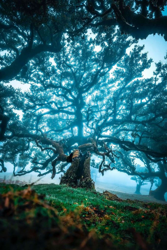 Stary dąb w mglistym lesie