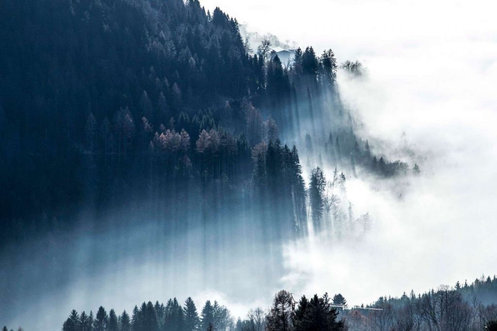 Poranne światło w mglistym lesie