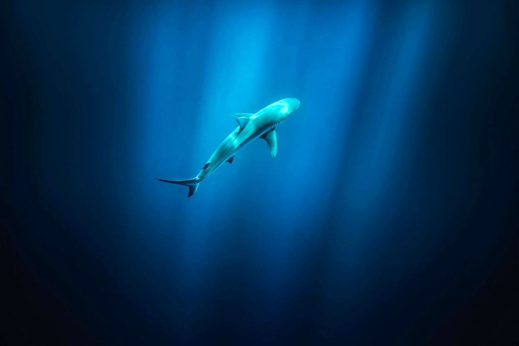 Rekin w głębokim błękicie oceanicznego światła