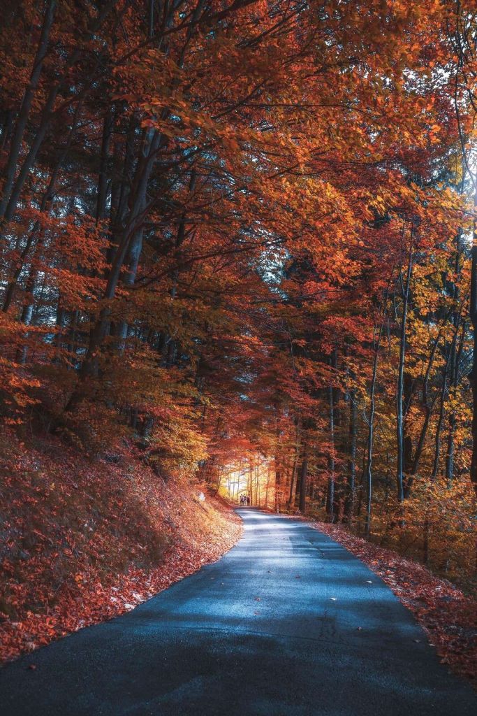 Ścieżka Jesienna Przez Ognisty Las