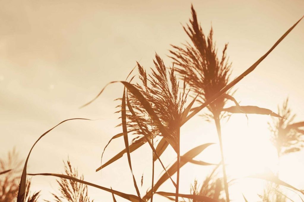 Różane pióra w złocistym świetle słonecznym