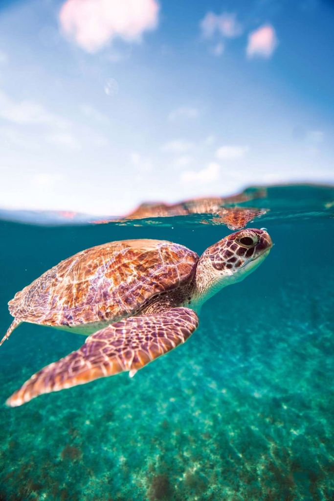 Zielona laguna z żółwiem morskimi