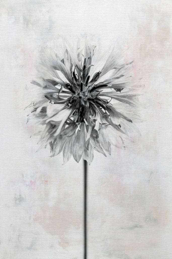 Czarny kwiat na jasnym tle