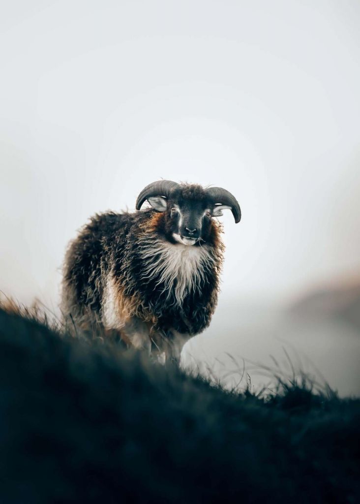 Baran w porannej mgle