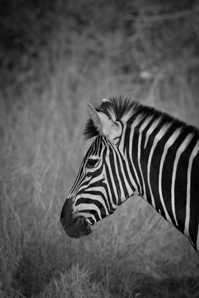 Zebra w kontrastowych czarno-białych pasach