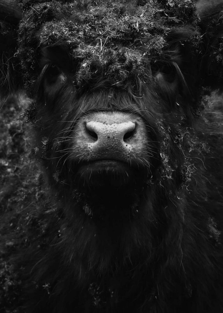 Portret zbliżeniowy czarnej szkockiej krowy