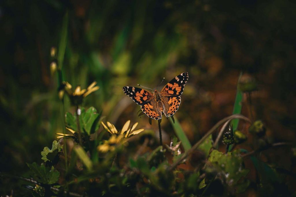 Pomarańczowy motyl na dzikich kwiatach