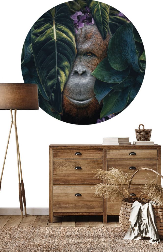 Kółka tapetowe Orangutan w dżungli