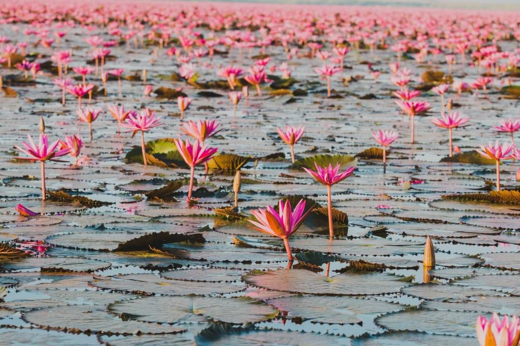 Morze kwiatów lotosu