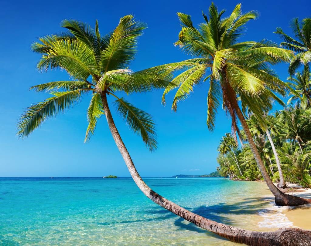 Palm Trees - Caribbean - Slaapkamer
