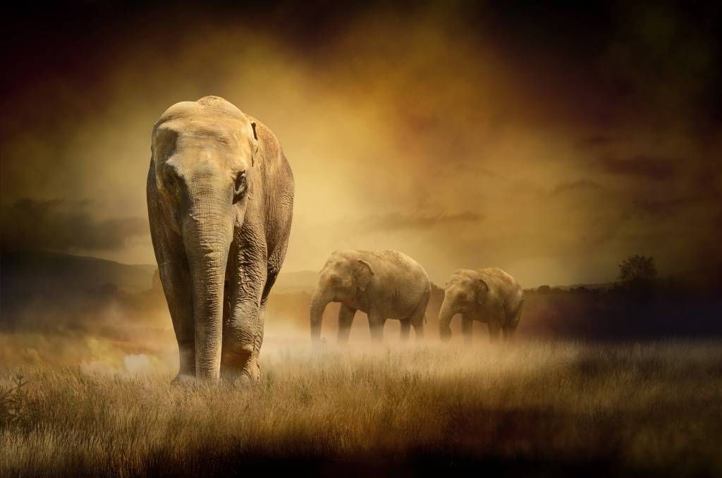 Animals - Drie olifanten - Tienerkamer