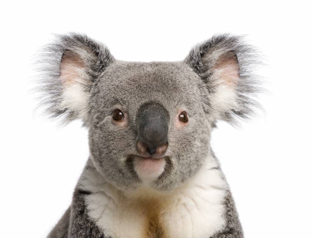 Other - Foto van een koala - Kinderkamer