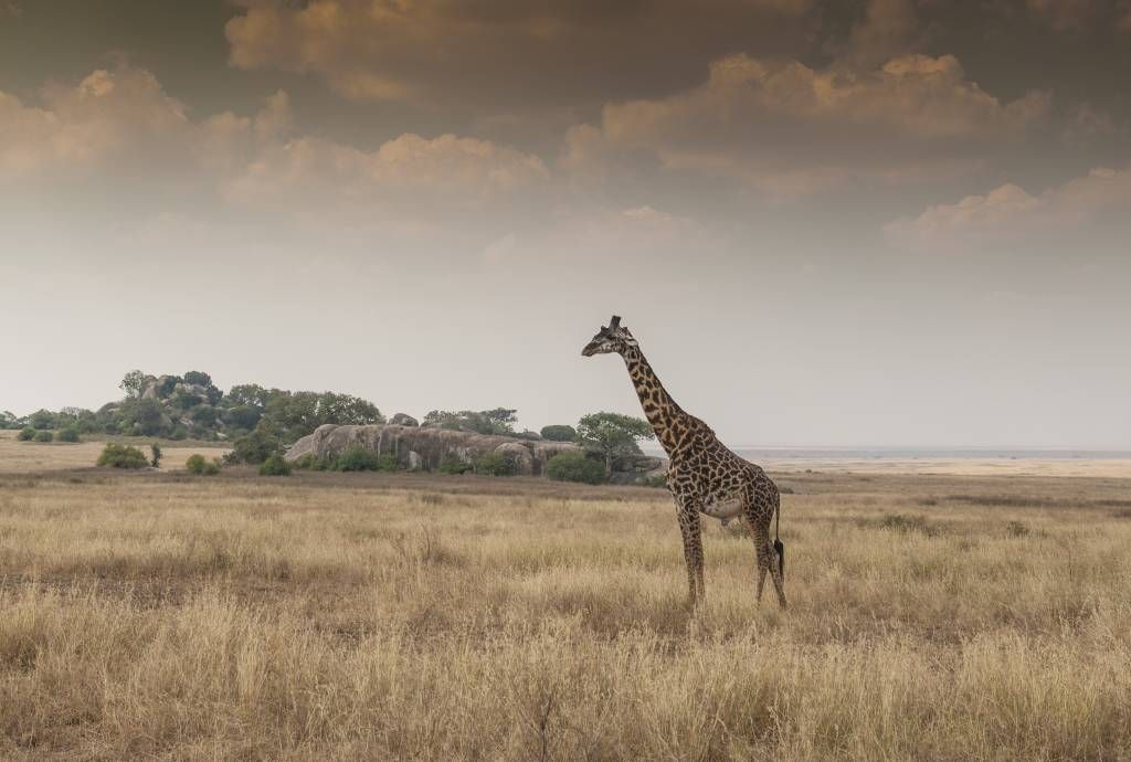 Animals - Giraffe op een savanne - Slaapkamer