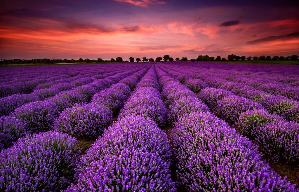Flower fields - Lavendel veld - Slaapkamer