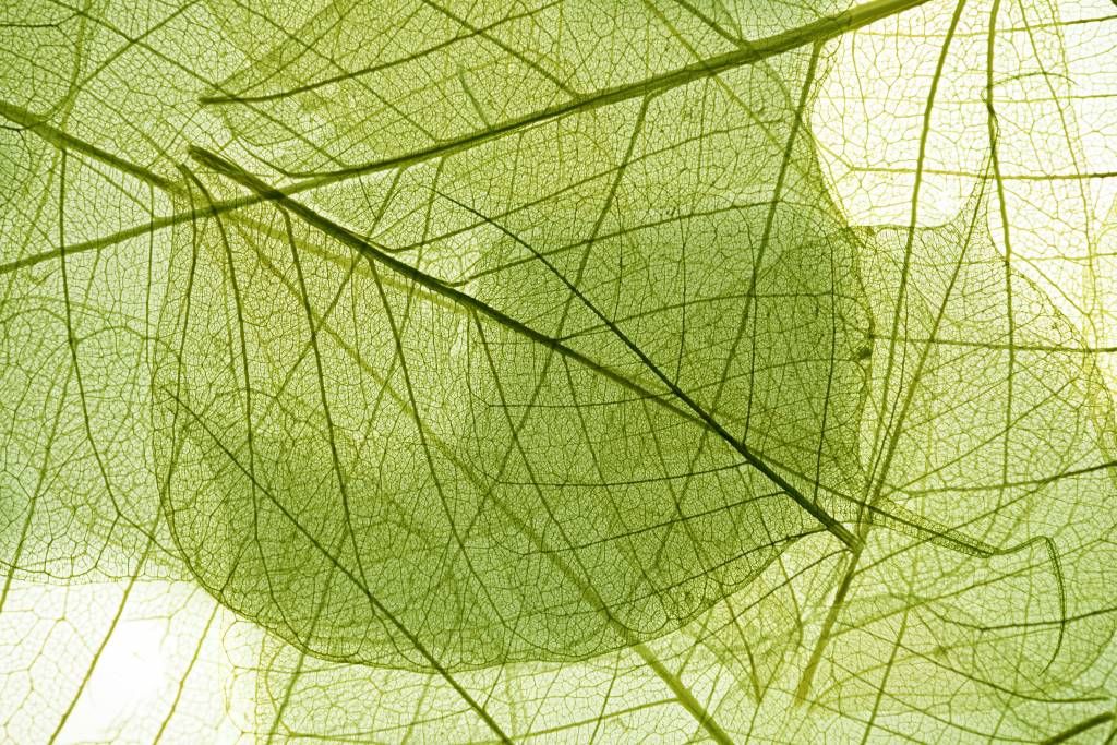 Leaves - Groene bladeren  - Slaapkamer