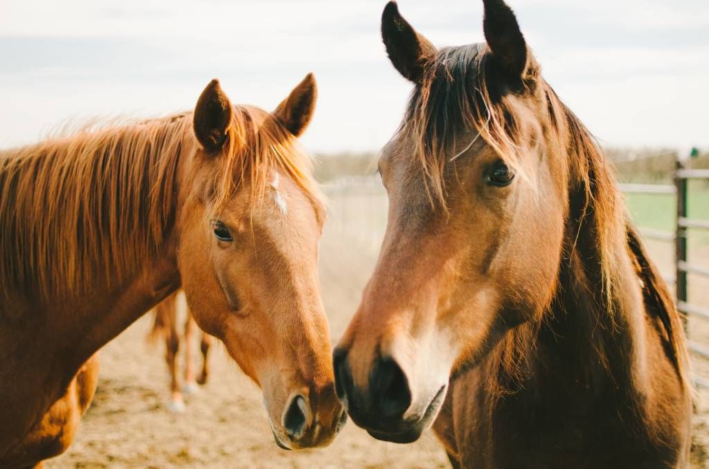 Horses - Twee paarden - Kinderkamer
