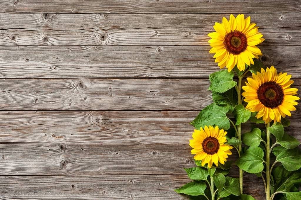 Sunflower - Zonnebloemen en hout - Garage
