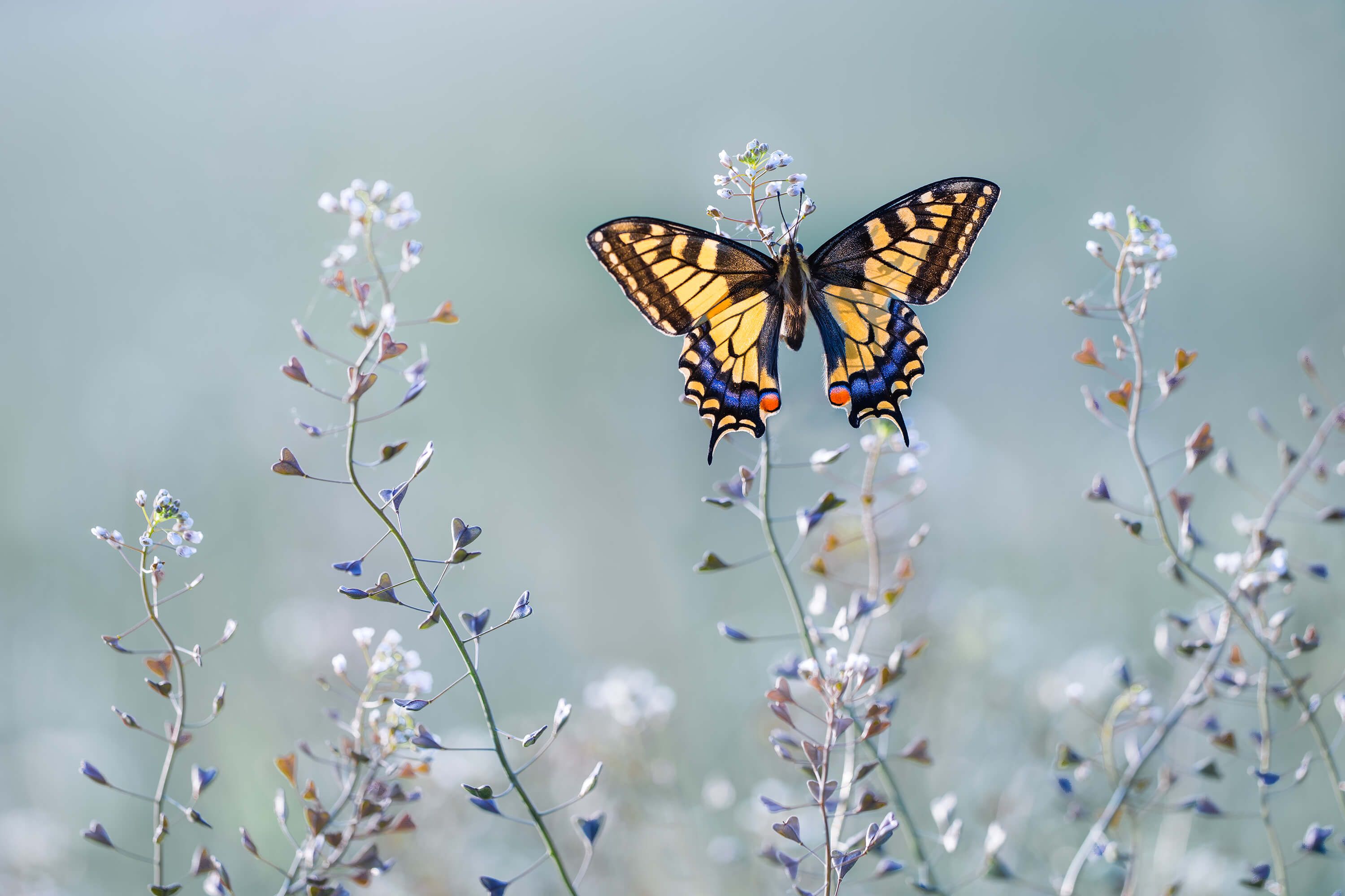 Macro Swallowtail beauty
