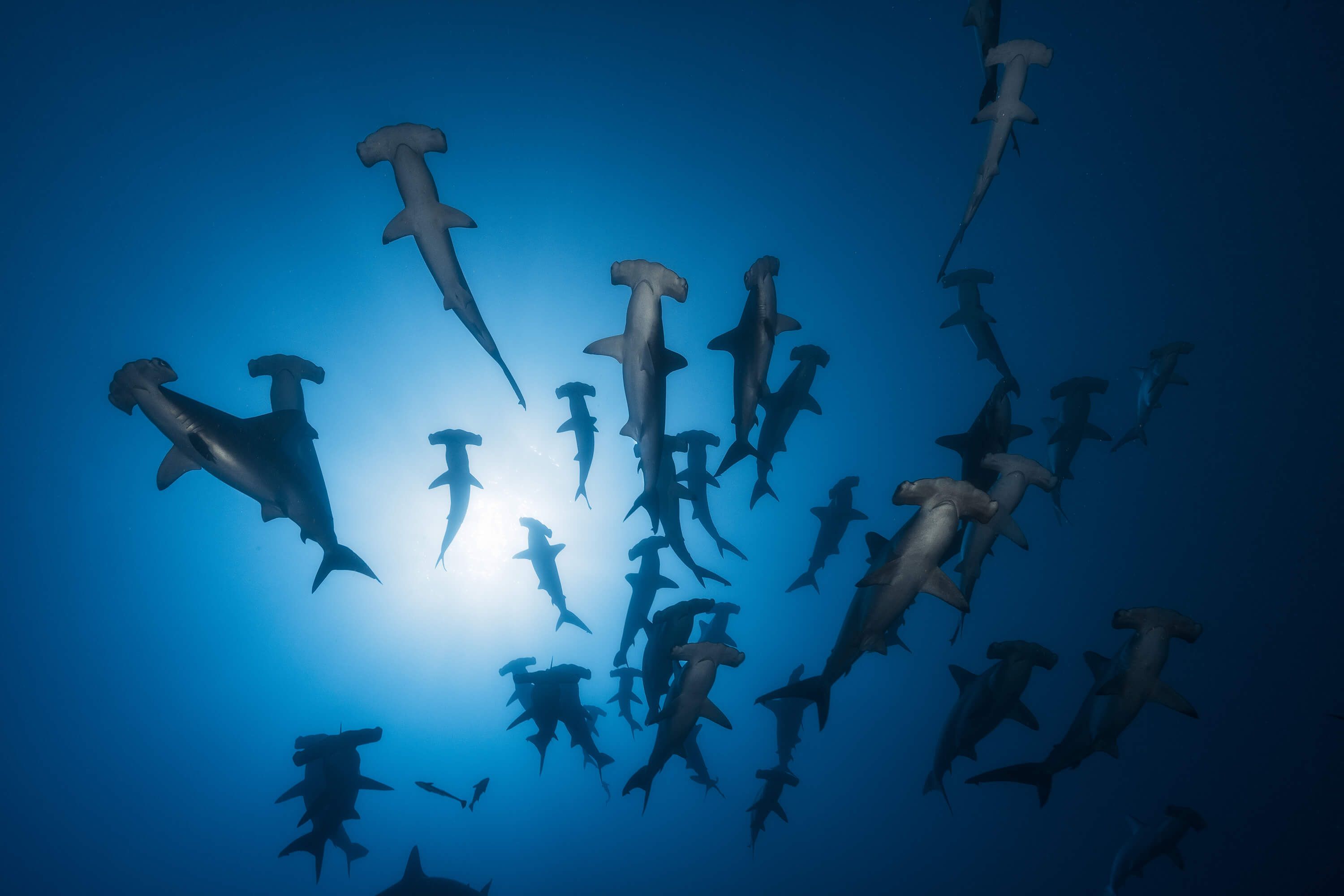 Underwater Hammerhead Shark - Underwater Photography