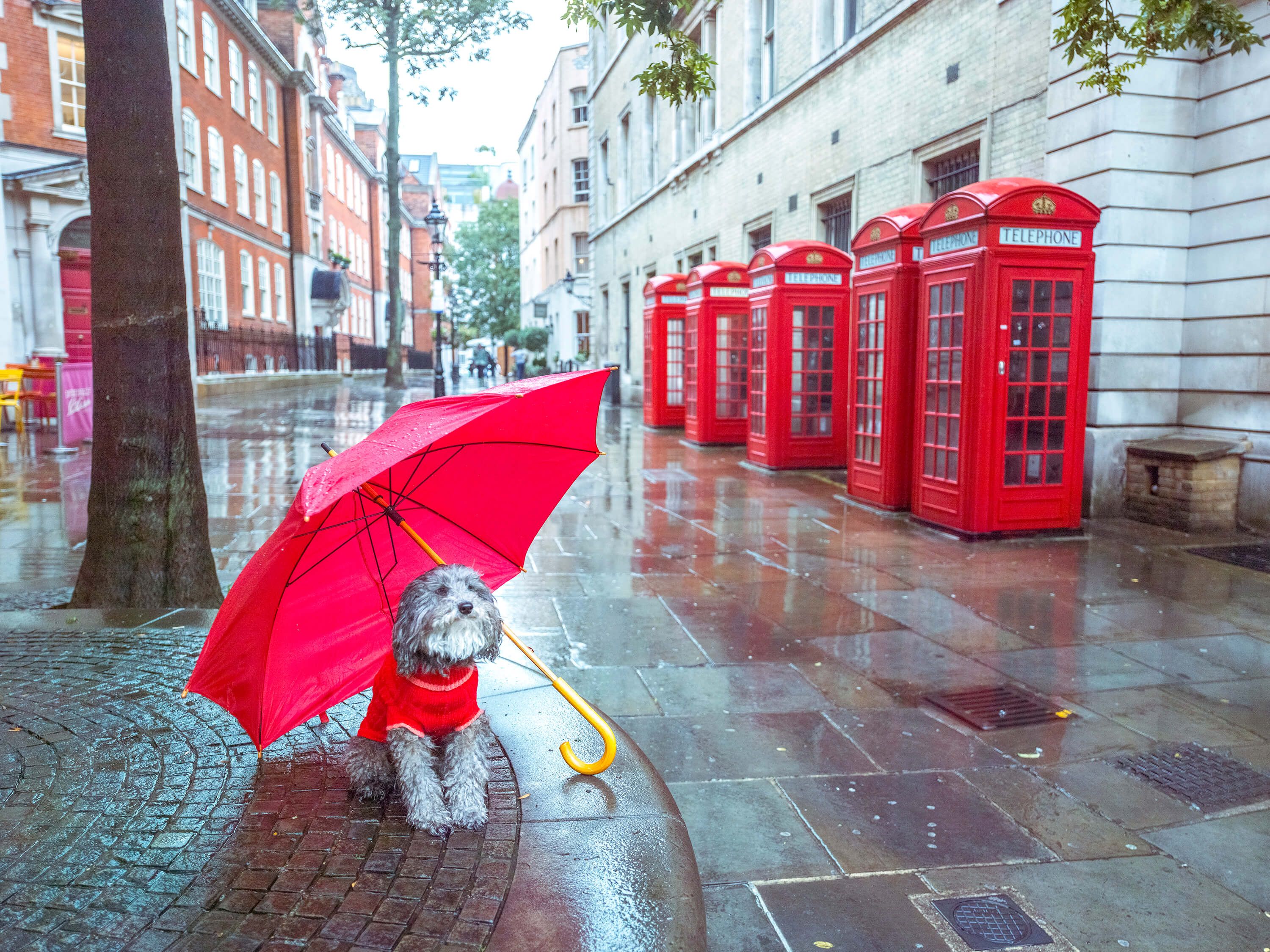  Pies z parasolem