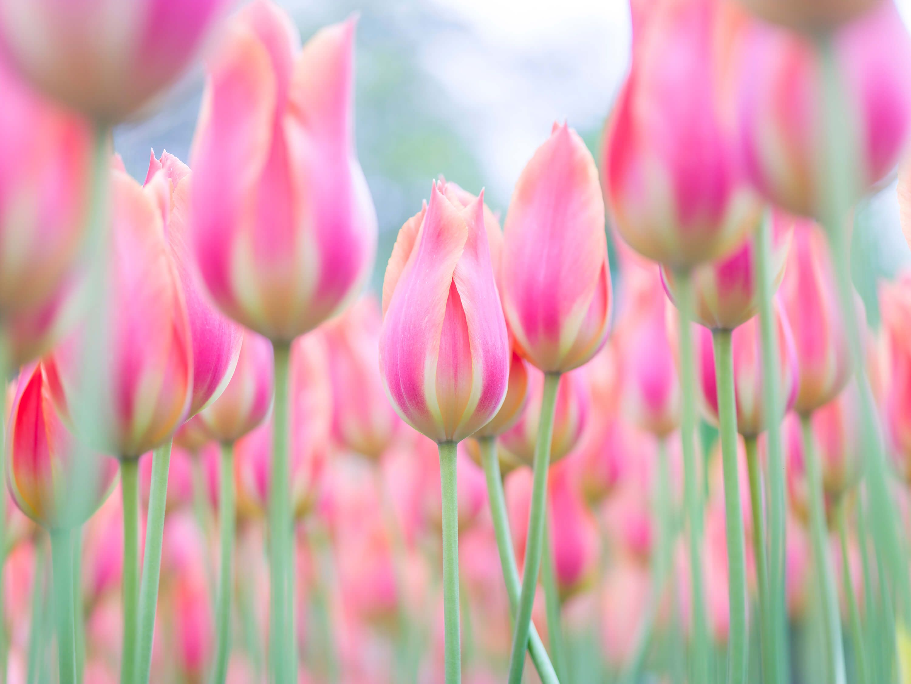  Zbliżenie na różowe tulipany