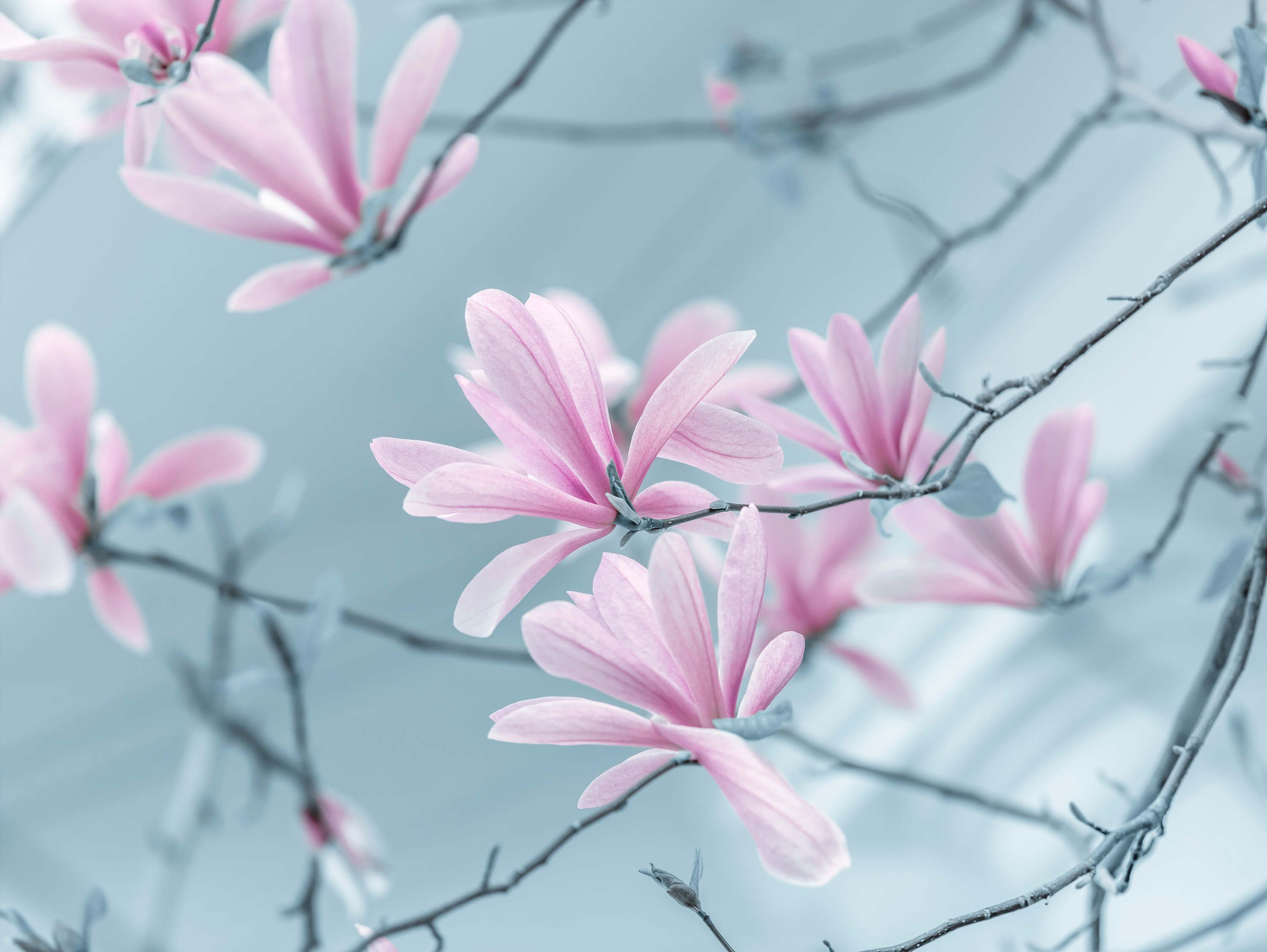  Kwiaty magnolii