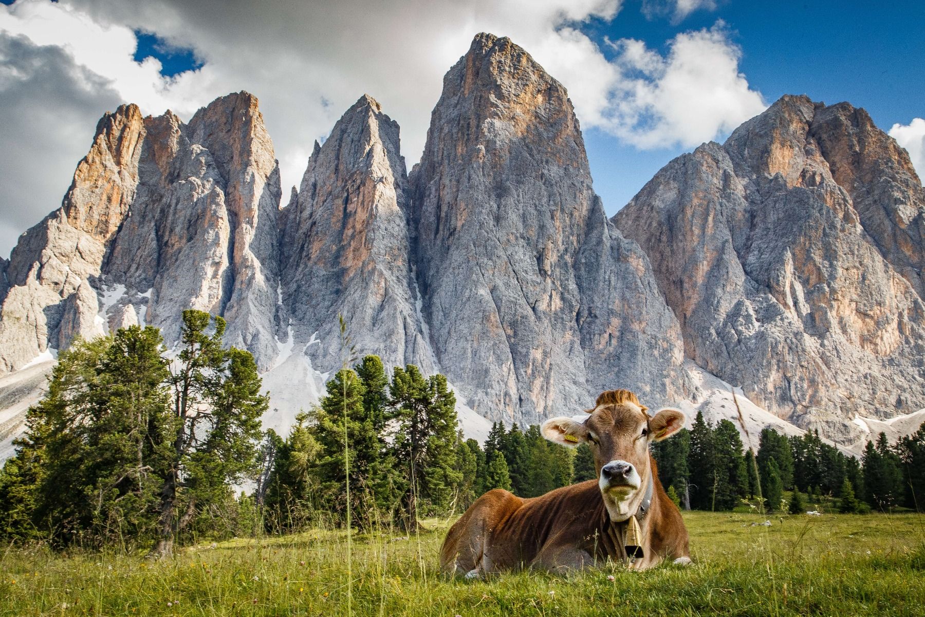Krowa z dzwoneczkiem