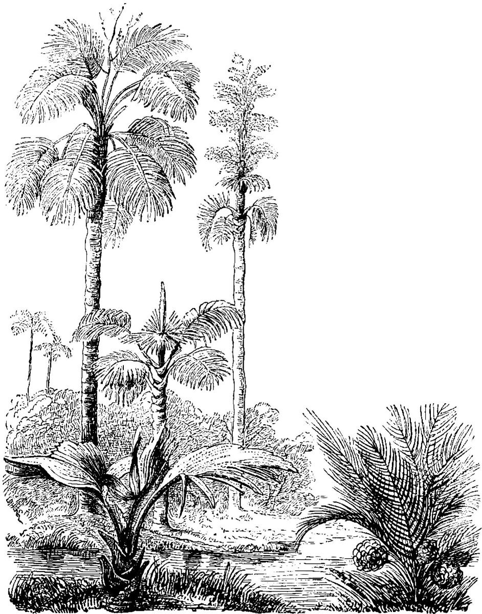 Szkic palm