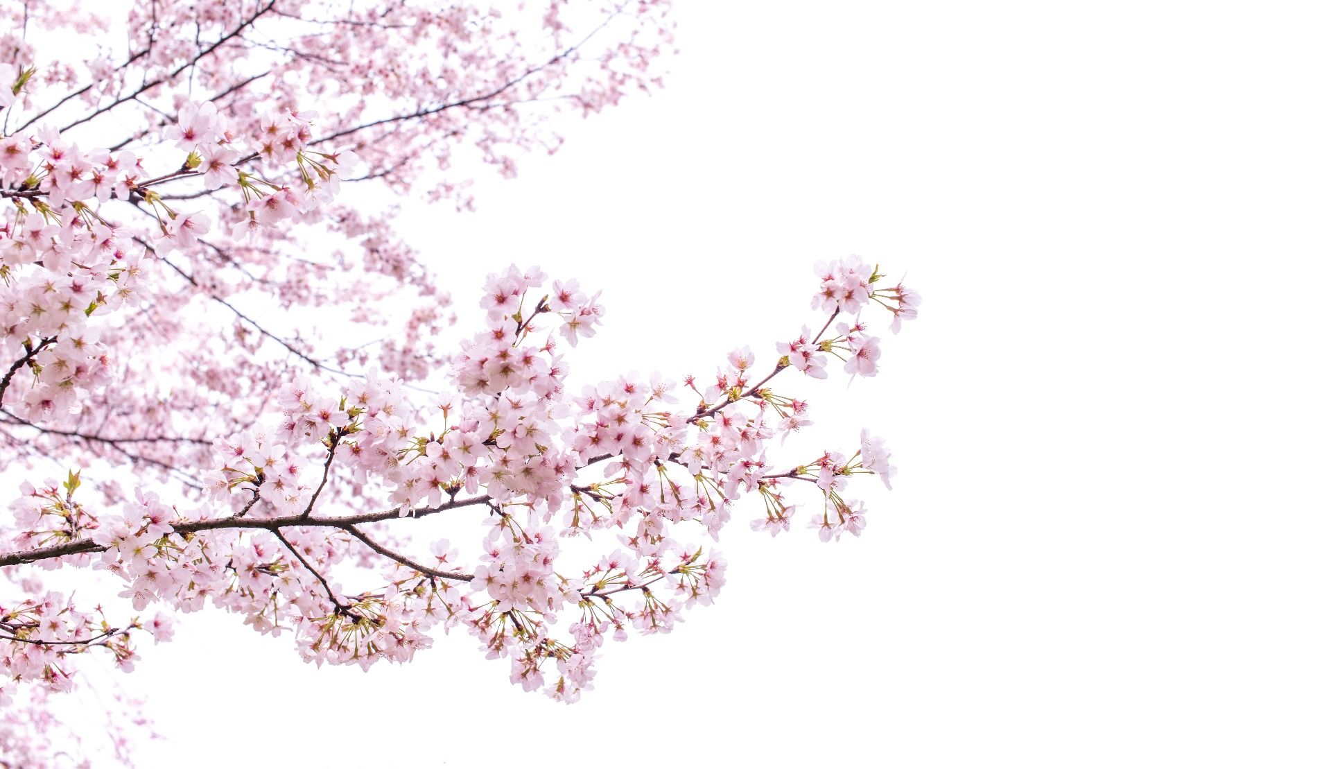 Gałęzie z różowymi kwiatami