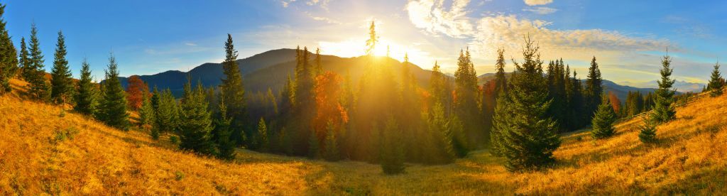 Panorama lasu sosnowego