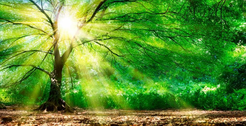 Duże drzewo ze słońcem