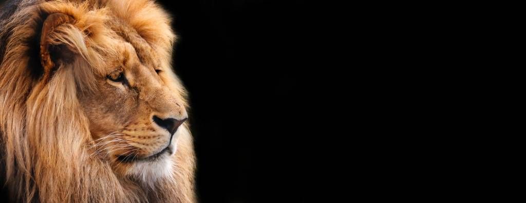 Zbliżenie lwa