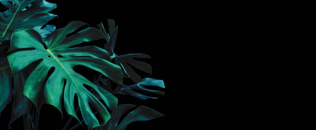 Liście tropikalne na czarnym tle
