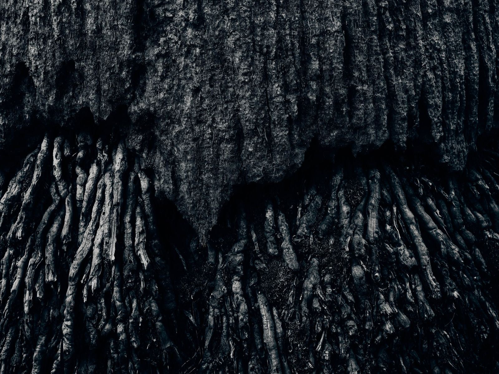 Drzewo, czarno-białe