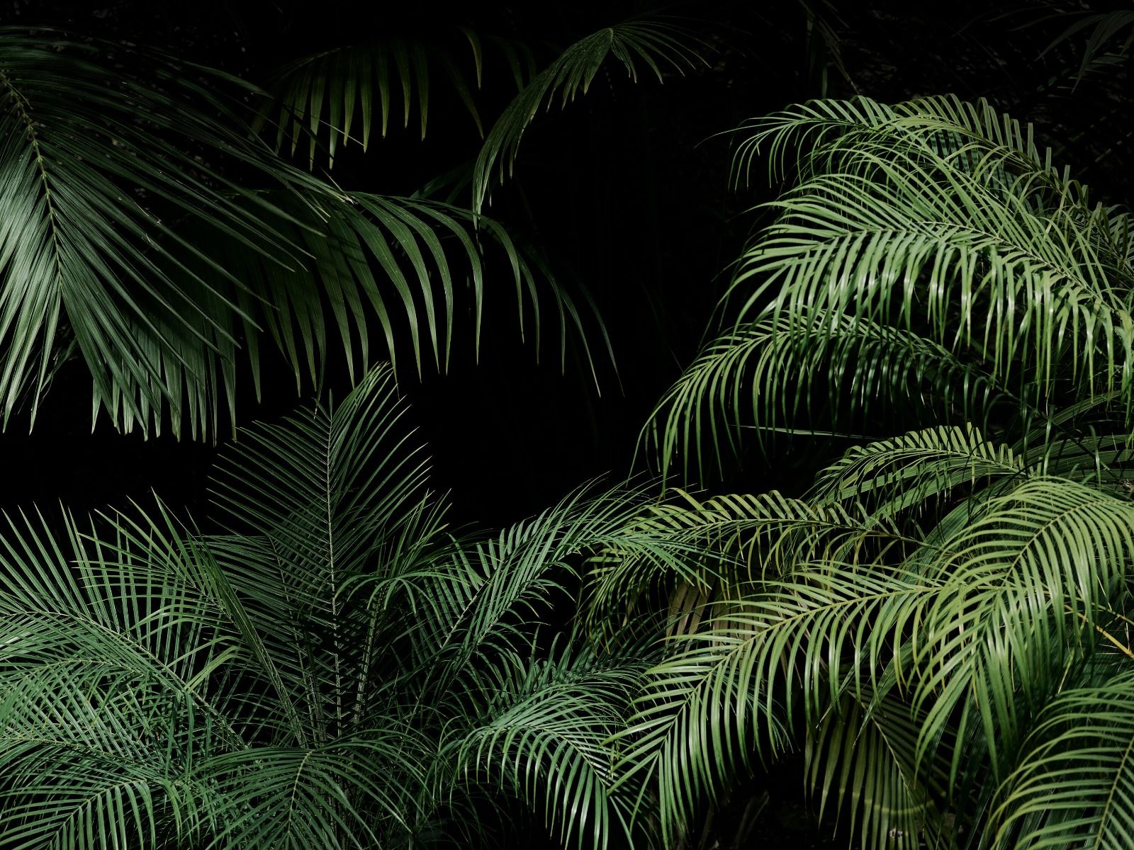 Roślina z zielonymi liśćmi