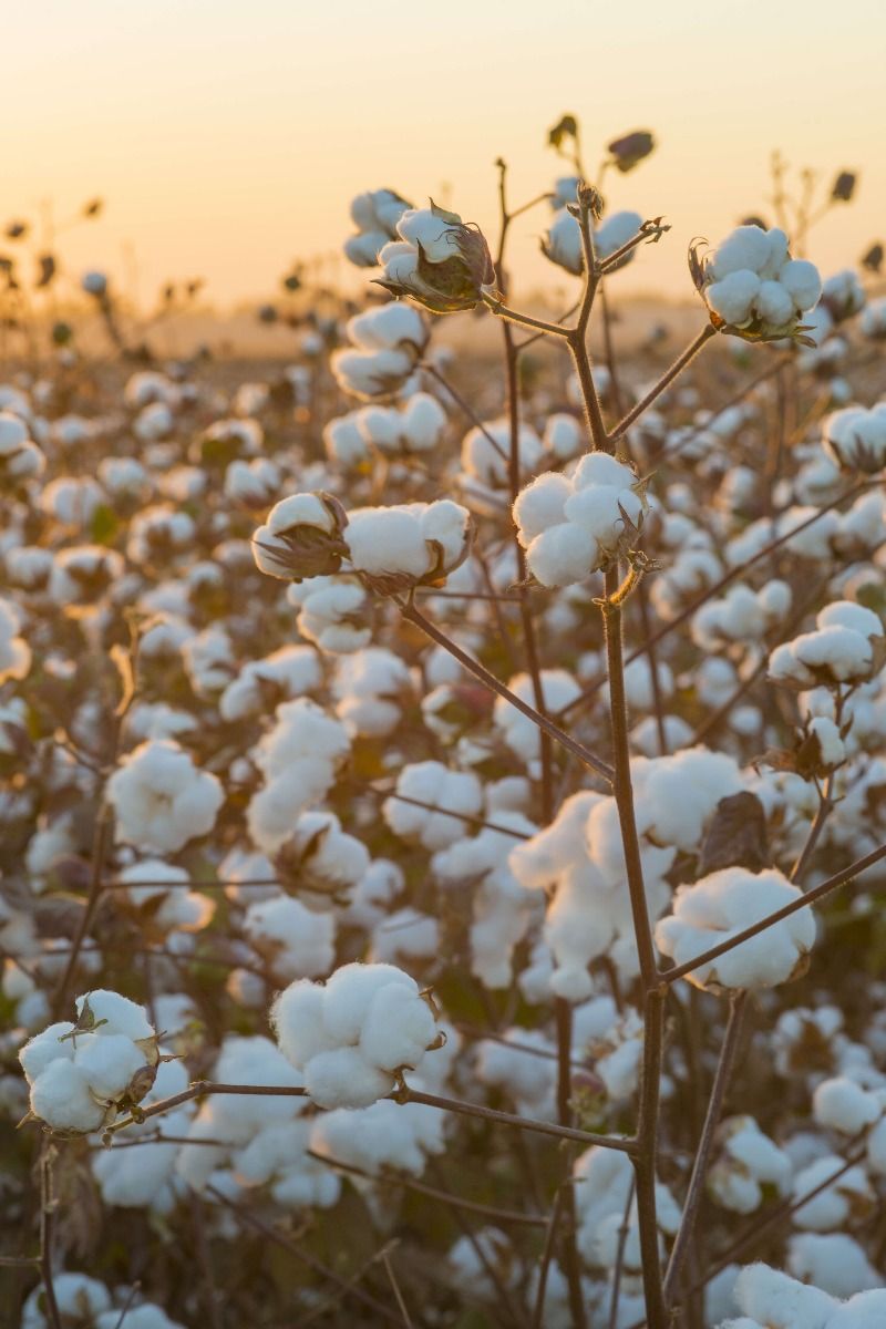 Bawełna Indyjska nad złotożółtym niebem