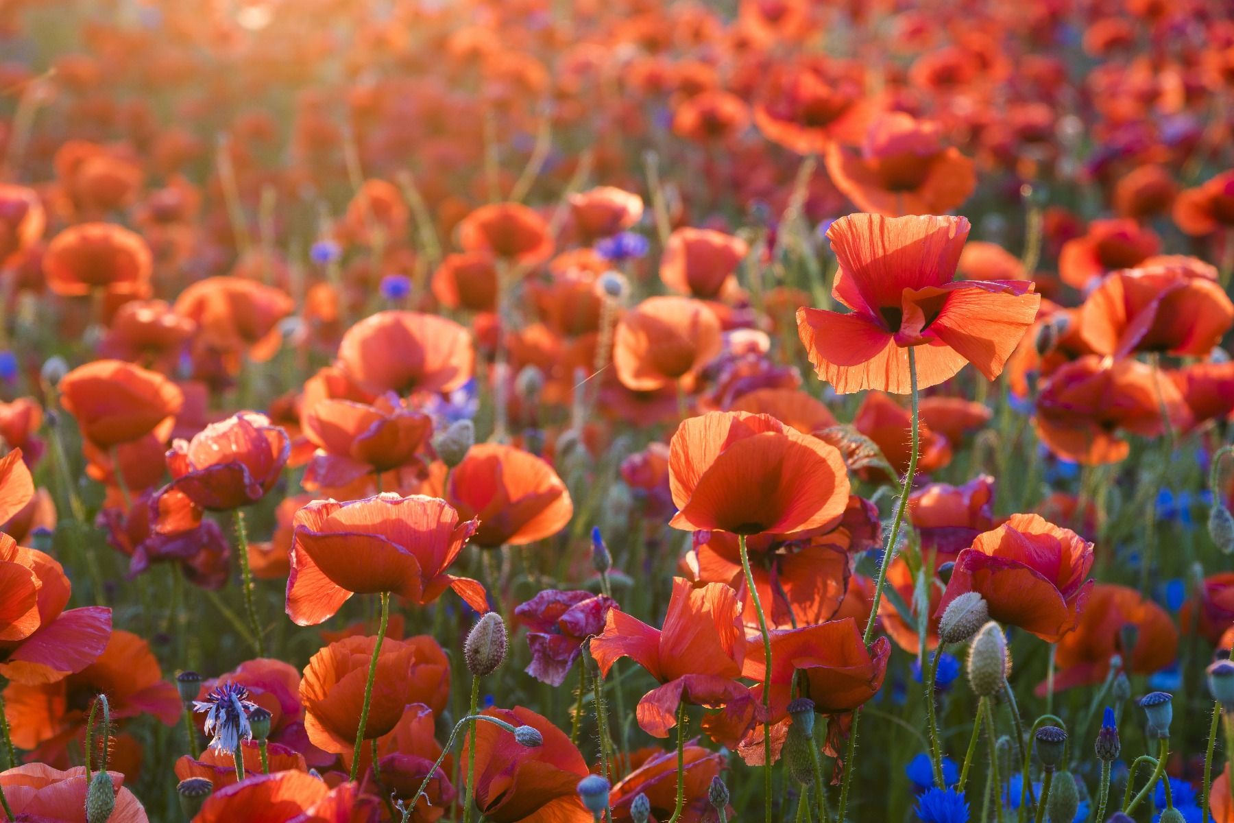 Maki w wieczornym świetle