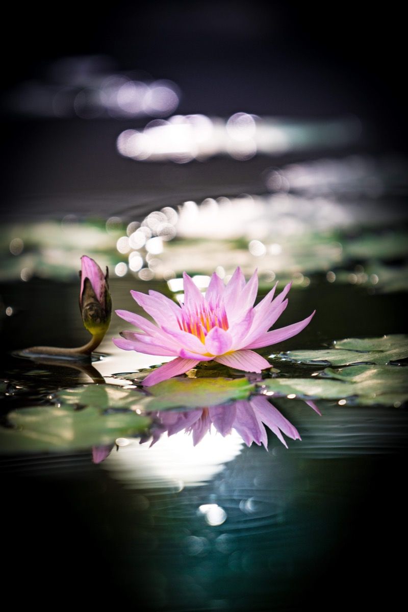 Kwiat lotosu różowy