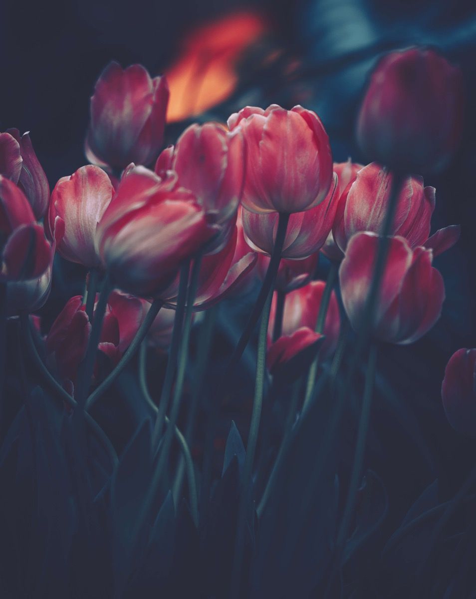 Vintage tulipany