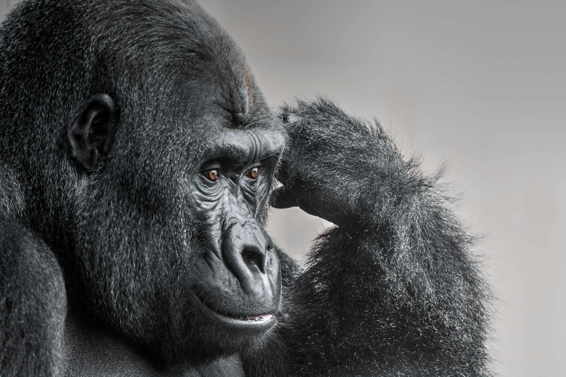 Goryl czarno-biały