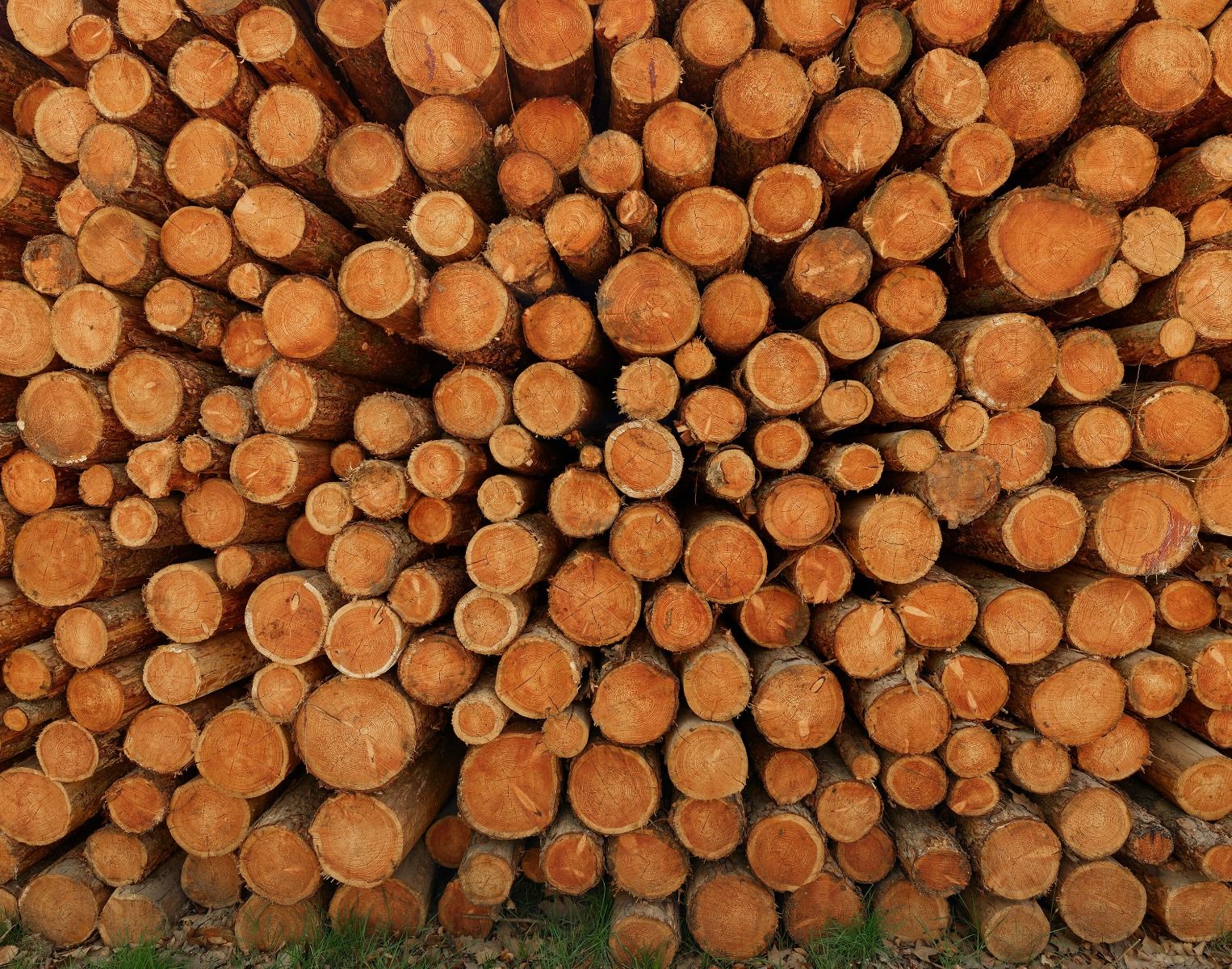 Kupa ciemnych pni drzew