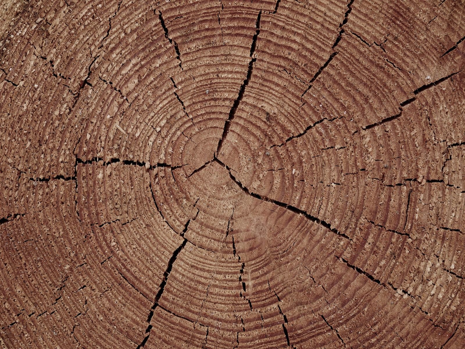 Pień drzewa z słojami rocznymi