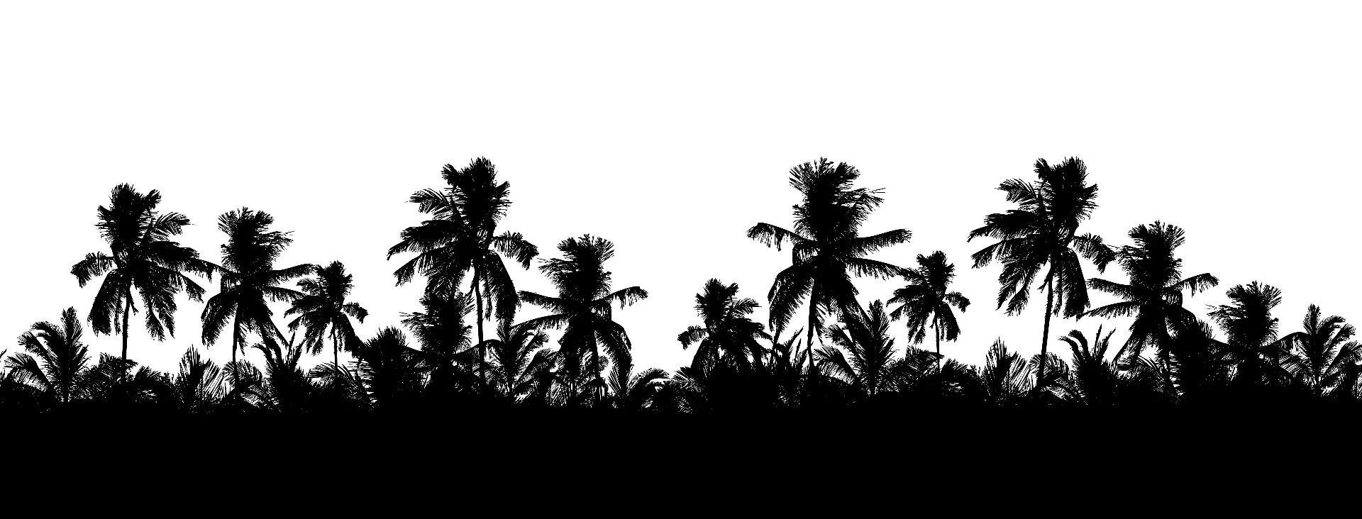 Palmy sylwetkowe