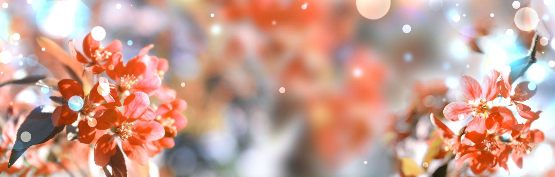 Kwitnące drzewo wiosenne