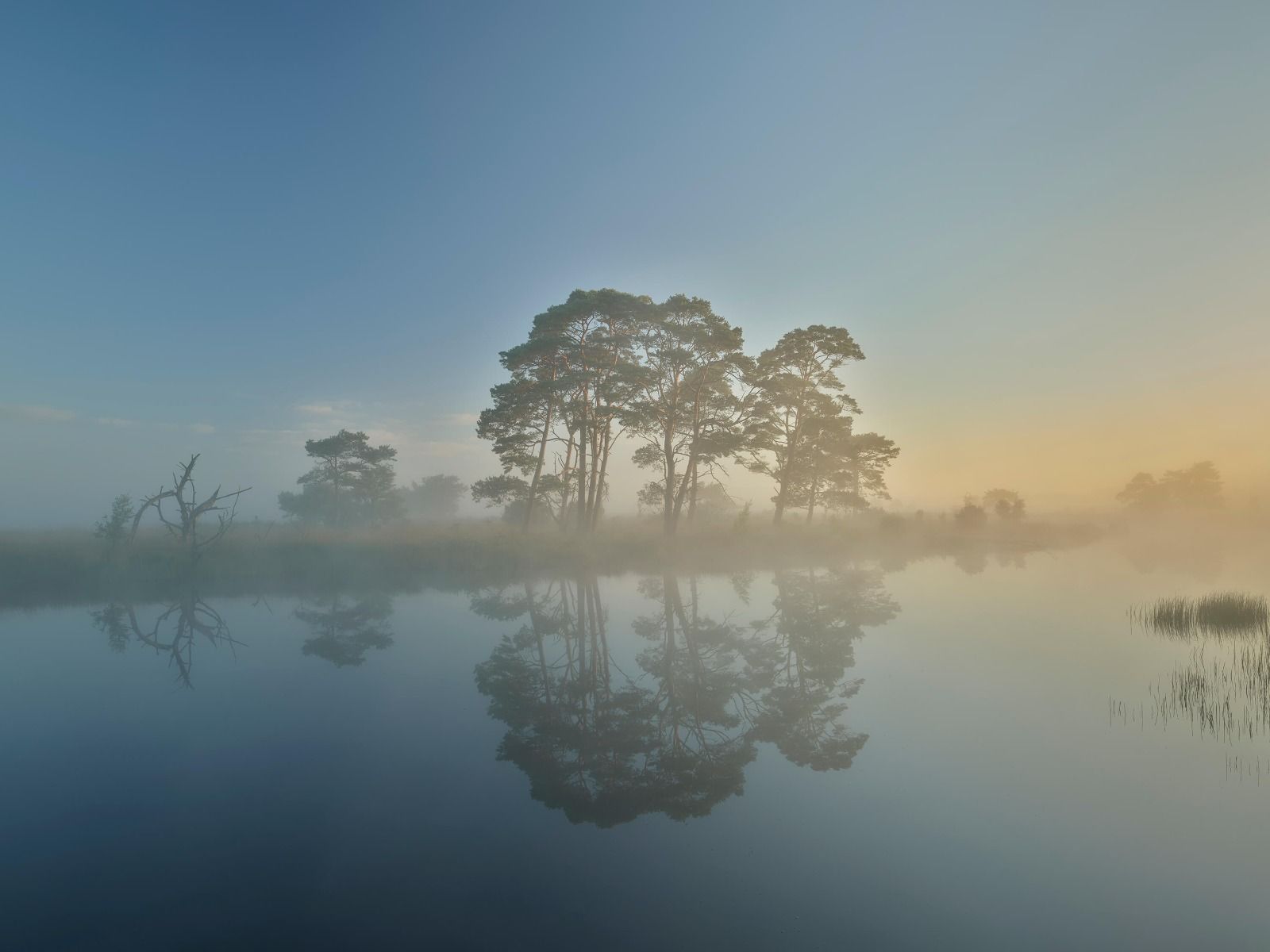 Mgła na wrzosowiskach