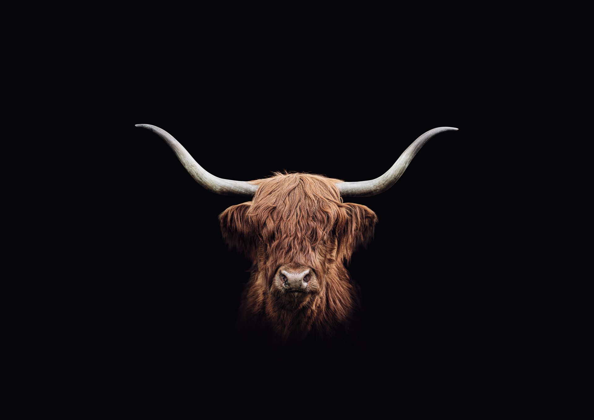 Szkocka rasa wyżynna w stylu vintage