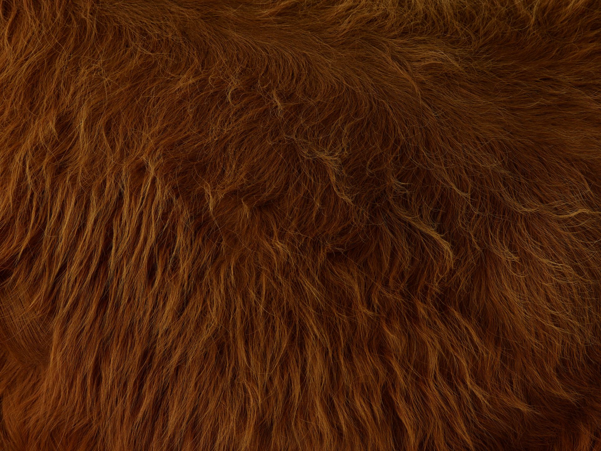 Sierść szkockiego wyżynna